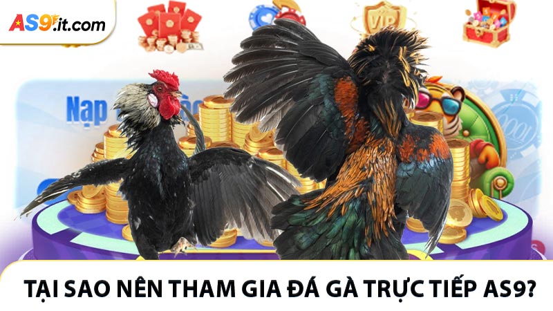 Tại sao nên tham gia đá gà trực tiếp AS9?